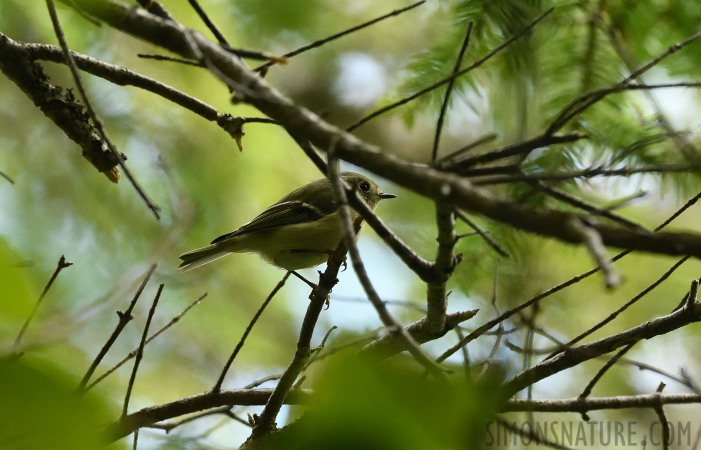 Regulus calendula calendula [400 mm, 1/640 Sek. bei f / 7.1, ISO 2500]